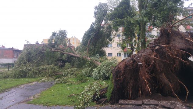 Drzewo wyrwane z korzeniami przy ul. Ugory 27 na bydgoskim Szwederowie (fot. Tomasz Wiland)