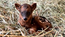 Voters decided the adorable three-month-old pudu should be named Pralinka, after the Belgian chocolate praline. (Photo: Warsaw Zoo via Facebook)