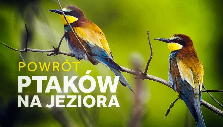 Program Telewizyjny O Ptakach żyjących W Polsce