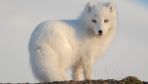 Norwegian scientists strive to preserve endangered Arctic fox species