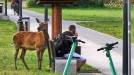 Attracted to the town by locals and tourists offering them food, the deer have overcome their natural fear of humans. Illustrative photo: Policja Zakopane