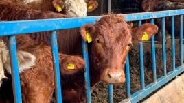 Clinical symptoms in cattle may not be visible until 60-80 days. Photo by Matt Cardy/Getty Images