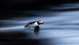 Grzegorz Długosz has recently won gold in the Bird Photographer of the Year competition. Photo: Grzegorz Długosz 