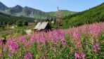 Polish Tatras erupt into color with pink blanket of fireweed plants