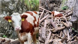 National Park managers slammed tourists after rescue attempts failed to save the cow. Photo: Facebook/Národný park Slovenský raj so sídlom v Spišskej Novej Vsi