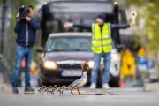 Długosz’s winning image depicts a mother goosander leading a tightly bunched group of chicks across a busy road. Photo: Grzegorz Długosz 