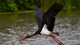 Illustrative photo of a black stork, one of the rare birds native to Lake Balaton, which could be under threat from climate change. Photo by: Emin Sansar/Anadolu via Getty Images.