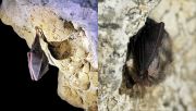 Bats hibernate in the Park’s extensive network of caves.  Photo via opn.gov.pl