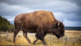 Bizon pasący się na prerii. Fot. Shutterstock