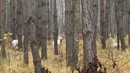 Spotting a single white fallow deer is a rarity, let alone three at a time. Maciej Kempiński/Nadleśnictwo Antonin