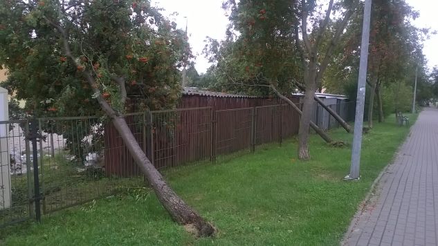 Powalone drzewa na ulicach Żnina (fot. Katarzyna Sulecka)