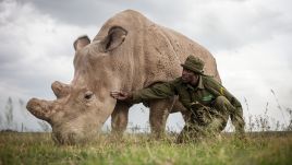 Samica nosorożca północnego Fatu ze strażnikiem rezerwatu Ol Pejeta w Kenii. Fot. Getty Images