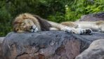 Italy: Escaped circus lion takes rest after Saturday night out