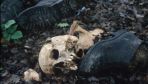 Mass grave of suspected Croatian war victims found in rubbish dump