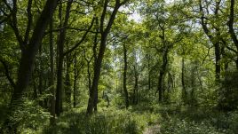 Lasy z większą różnorodnością drzew są bardziej odporne na burze. Getty Images