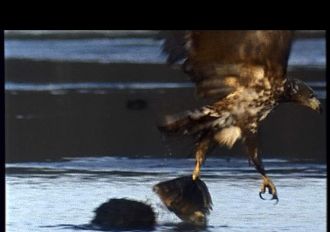 With Beak and Claw