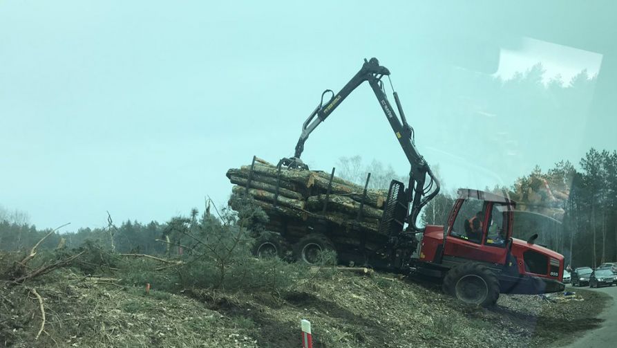 Zezwolenie na wycinkę wydał wojewoda pomorski (fot. TT/MarcinBk1)
