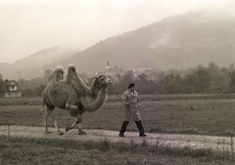 Big Animal
