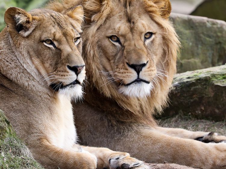 Dzikie zwierzęta uciekły z zoo. Wśród nich tygrysy, lwy i